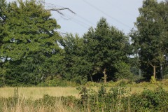 BZF-2023-08-11_17-48-33
